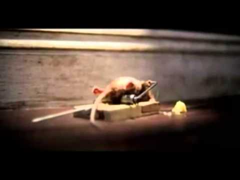 Cheddar Mouse commercial