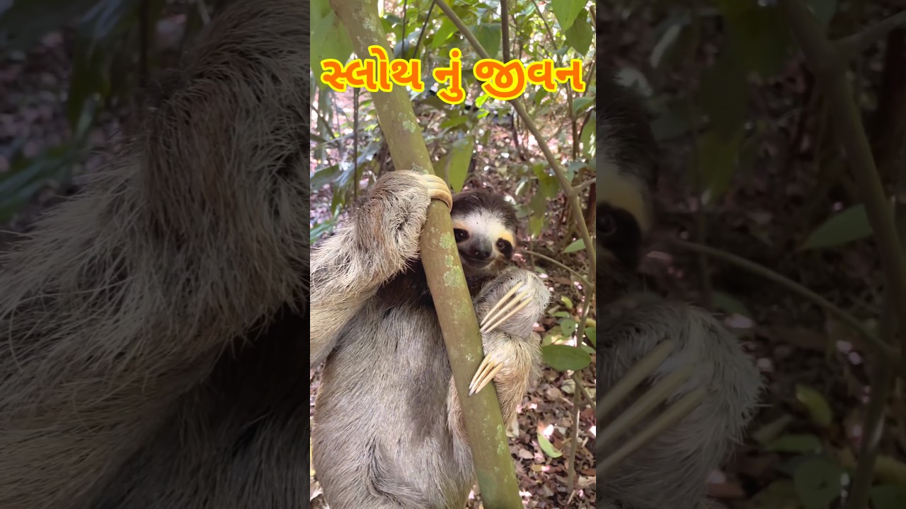 સ્લોથ નું જીવન 😲 વિશ્વ નું સૌથી આળસુ પ્રાણી 