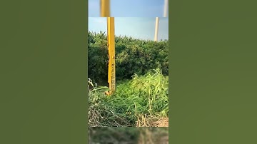 Rất nhiều rắn xuất hiện khi anh ấy cố gắng bắt cá #shorts