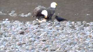 2012 Squamish river estuary Eagles