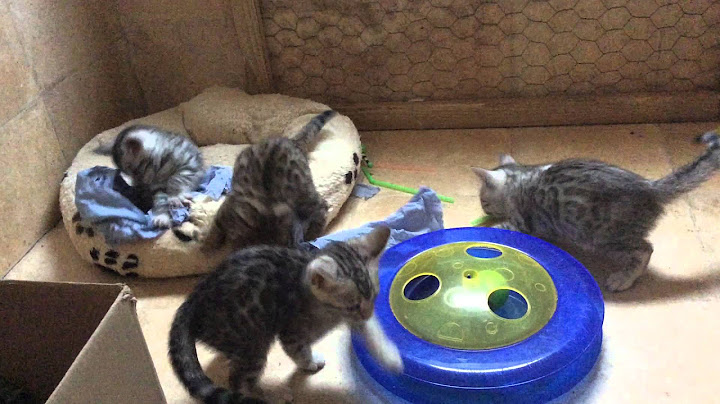 Video 1292291: female bengal kitten, breed bengal, bengal show, breeds uk