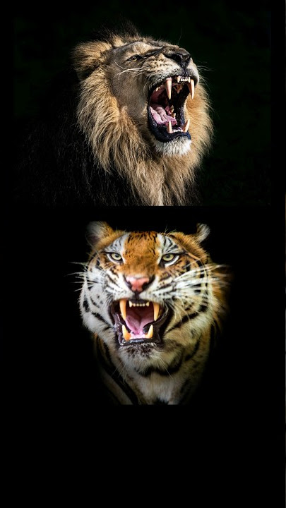 Lion Vs Tiger Scariest Roar! #animalfacts #facts