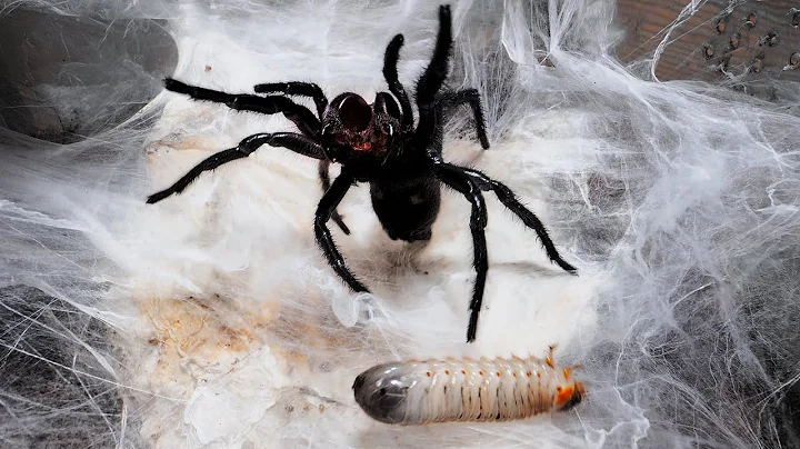 Feeding some Funnel & Curtain Web Spiders 7 | Gigathele, Macrothele and Linothele