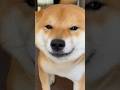 柴犬の「お・も・て・な・し」 #柴犬 #柴犬とん