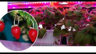 Фитосветильник LED для растений