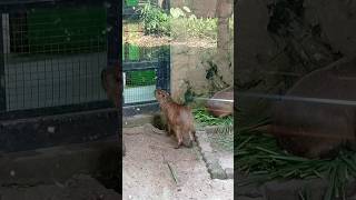 Kapibara, yang dijuluki "masbro* karena super santainya #kapibara #capybara #pengerat #animala