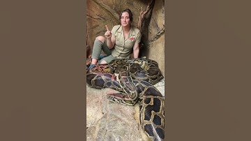 #shorts #snakes #wild #reptiles #discovery #crocodile #aligator #eggs #hatching(3)