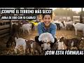 Compré el terreno más seco del pueblo y lo convertí en una mina de oro con 10 cabras