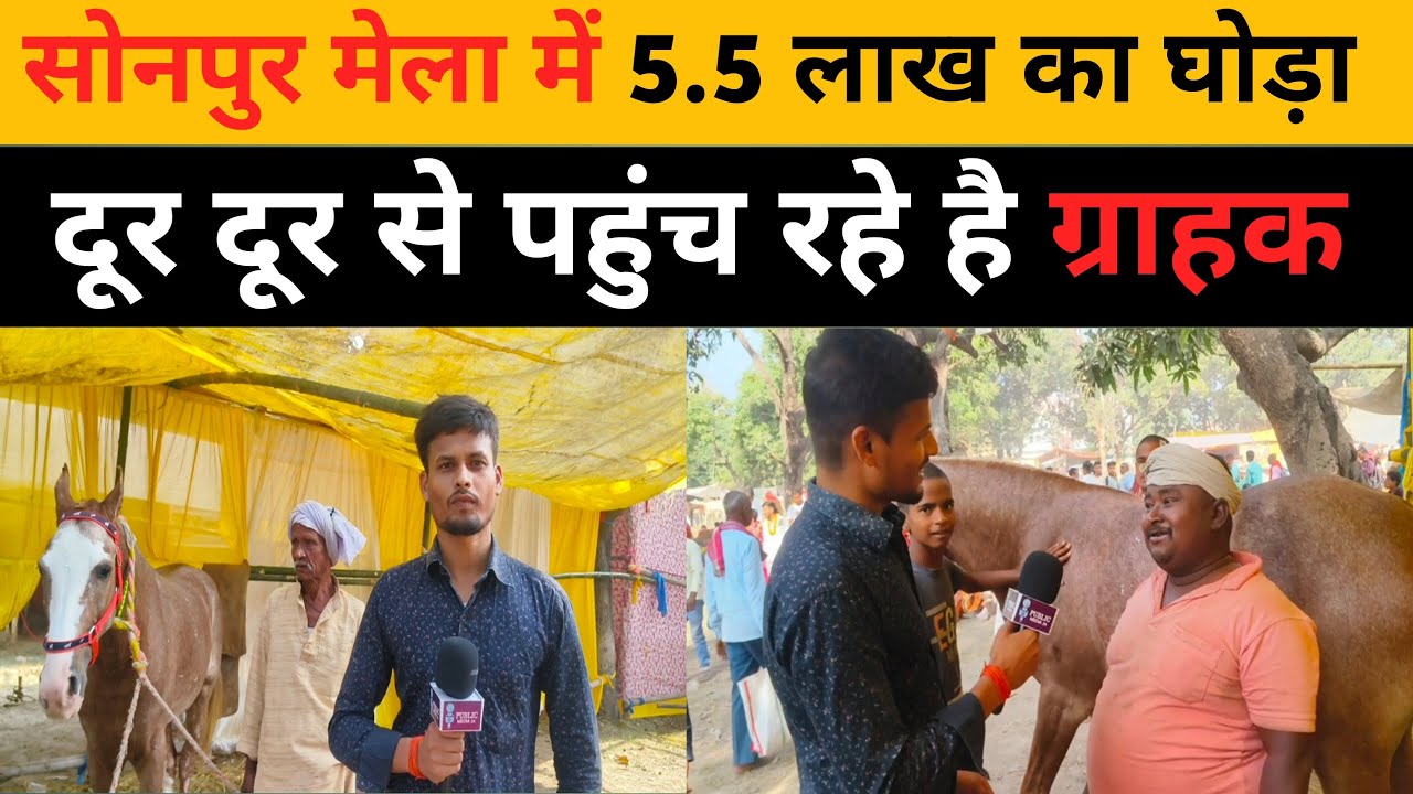 सोनपुर मेला में आया 5.5 लाख का घोड़ा! दूर दूर से आ रहे हैं ग्रहण 