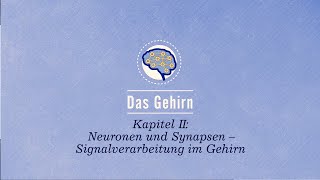 Das Gehirn: Neuronen und Synapsen – Signalverarbeitung im Gehirn