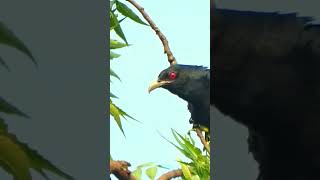 mata merah asli #shorts #youtubeshorts #burung #cuckoo