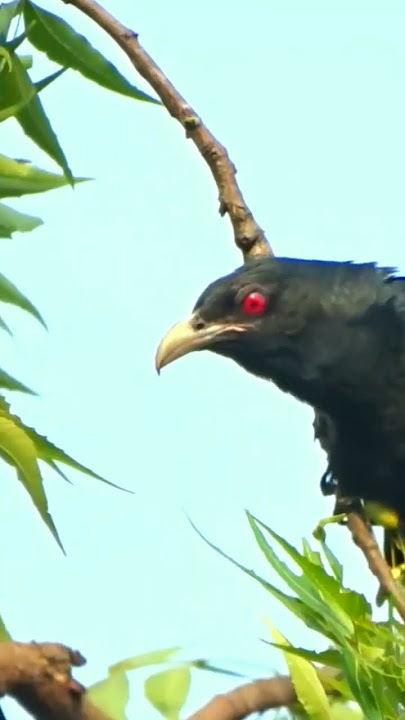 mata merah asli #shorts #youtubeshorts #burung #cuckoo