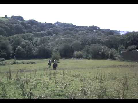 Star Cantering Up BA Field With Carol. Snowdonia Riding Stables