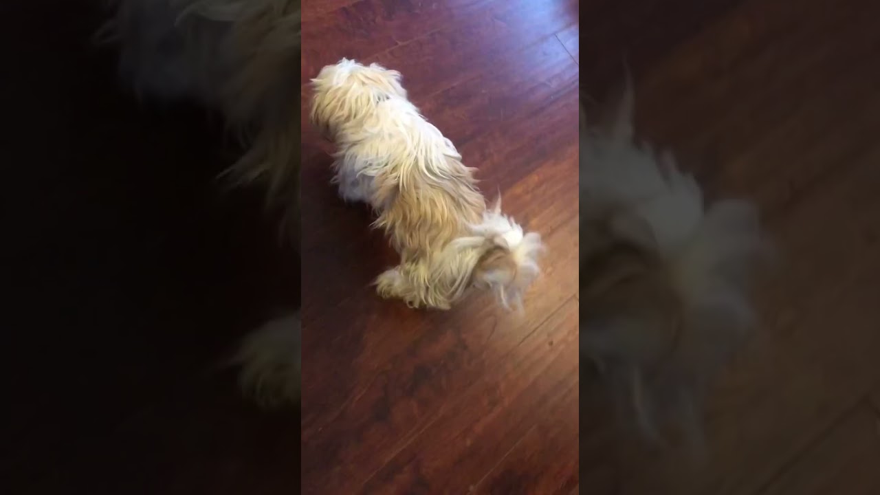 Poor doc Now having a hard time walking looks like he swaying back-and-forth￼