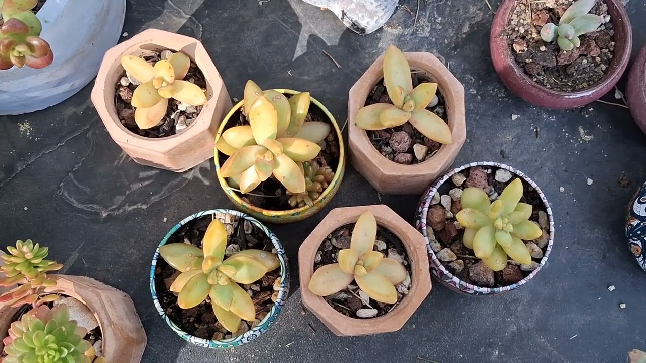 Os muestro mi pequeña colección de Sedums!!!😍😍😍