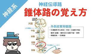 【神経伝導路】錐体路の覚え方（皮質脊髄路）