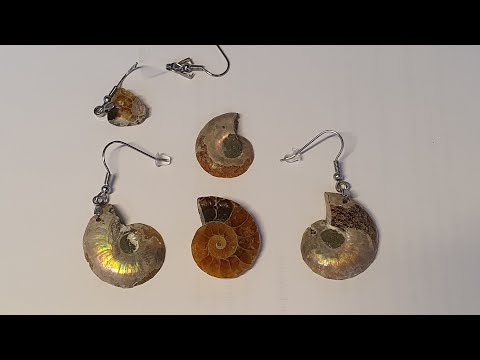 Video: Ammonit fosilleri paraya değer mi?