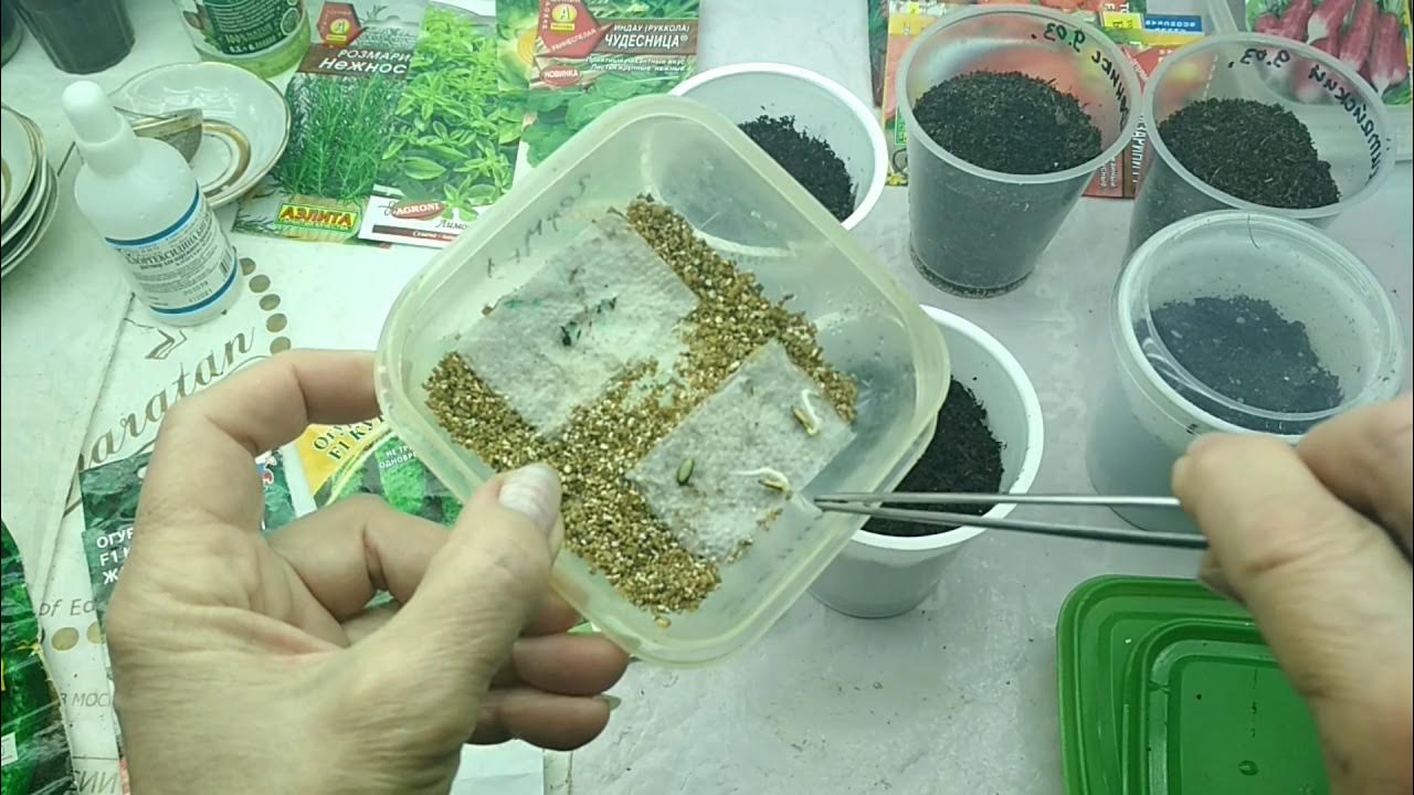 Огурцы семена видео