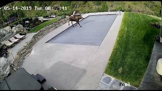 Kid and Animals Protected by Automatic Pool Covers, Inc. 💙 Bears, Moose, and Dogs Saved! 🐾