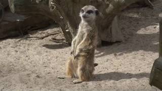 Surykatki In Canpol Zoo