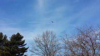 Thumbnail Release of turkey vulture trapped in Waterville