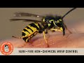 Sure-Fire Non-Chemical Wasp Control