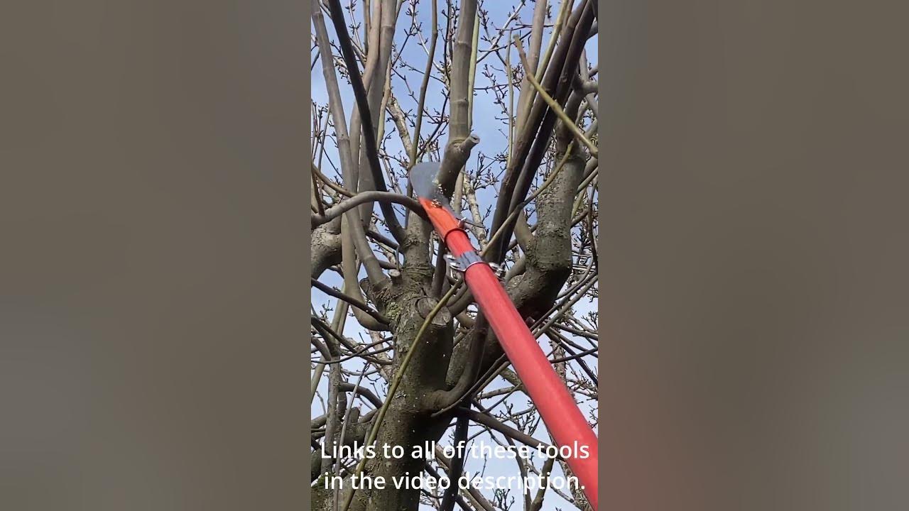 Musthave Fruit Tree Pruning Tools YouTube