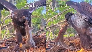 #590🦅PEANUT🐥82°(🏥BRUTUS🐥87°)／Winter Park Eagle Nest 2026／Against All Odds:One-Eyed Mom／WINK💗ATLAS