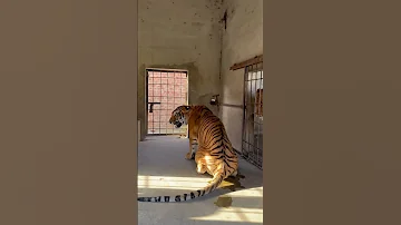 Lion Attacked On Tiger Lion Tiger Attacked Shortvideo Usama S Tigers 