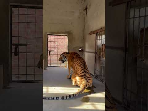 Lion Attacked On Tiger????#lion #tiger #attacked #shortvideo #Usama's Tigers