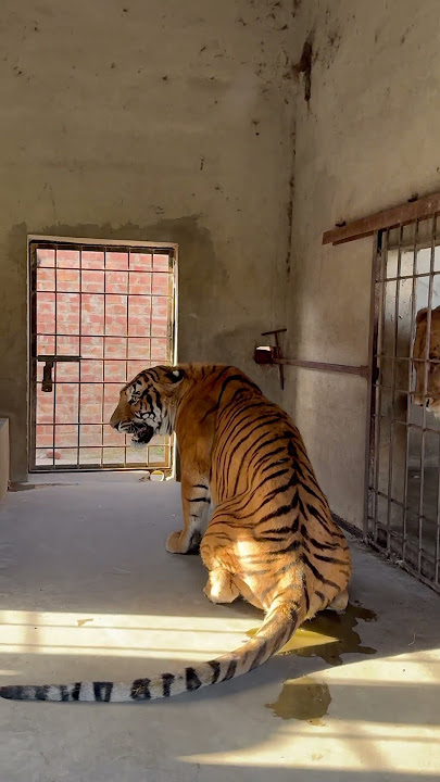 Lion Attacked On Tiger🦁🐅😱😱#lion #tiger #attacked #shortvideo #Usama's Tigers