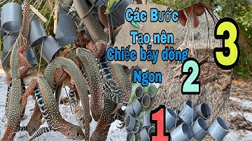 Hướng dẫn Làm bẫy dông cát, 3 Yếu Tố Cần Giúp Chiếc Bẫy Dông Dính Nhiều Hơn | Làm Bẫy Kỳ nhông cát