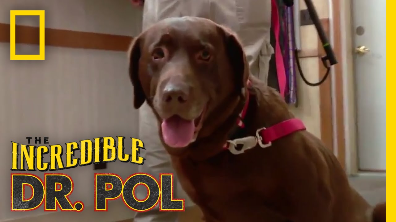 nat geo wild logo All I Want for Christmas Are Pups! | The Incredible Dr. Pol