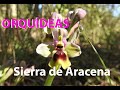 Orquídeas en la Sierra de Aracena y Picos de Aroche