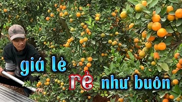 quất thế to giá lẻ rẻ như buôn, quất tết 2023 , quất cảnh hưng yên