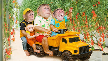 Cutis take CUBIS, MYNU, monkey SU, ABU monkey go hide ... BEST VIDEO MONKEY 2025 🐵