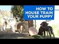How to Potty Train Your Puppy