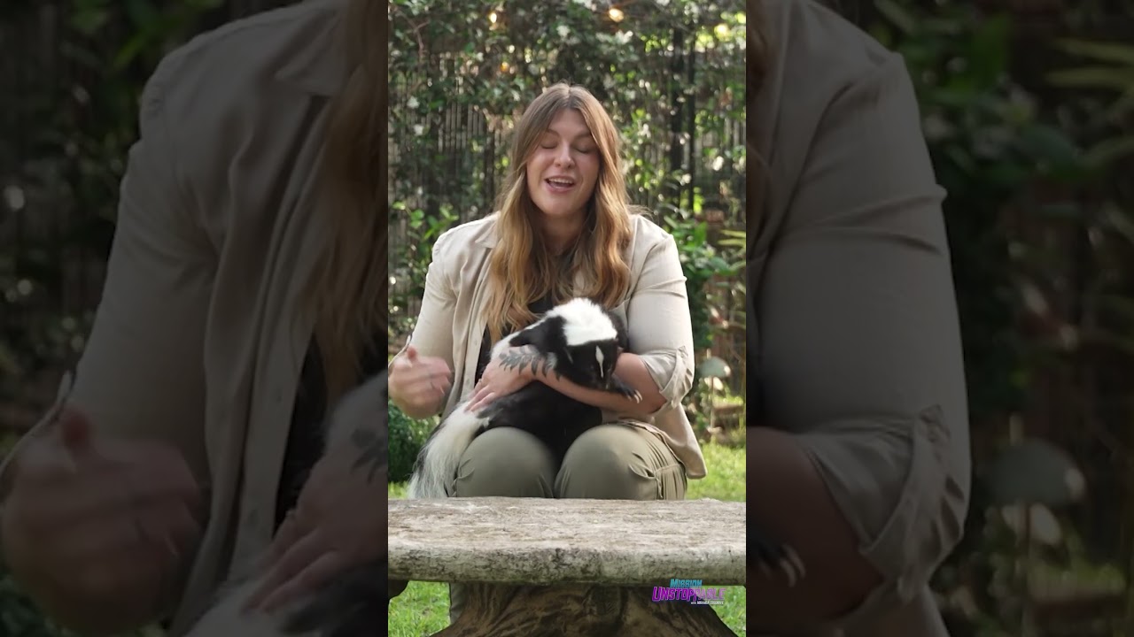 Как понять, что скунс собирается выстрелить? 