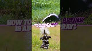 How can you tell if a skunk is about to spray?  #science