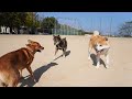 【甲斐犬、四国犬、秋田犬】日本犬3種が戯れる