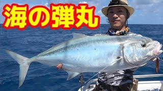 オーストラリアの海！海の帝王が姿を現す！#7