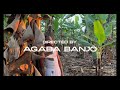 DNA - Agaba Banjo feat. Ambroy, Haka Mukiga, Akeine, Pafbuoyy
