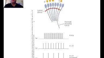 Sensation and Perception, Chapter 3, Part 1
