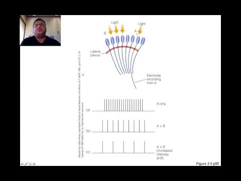 Rayeroze:  The Science Behind The Sensation