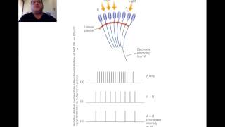Sensation and Perception, Chapter 3, Part 1 Profile