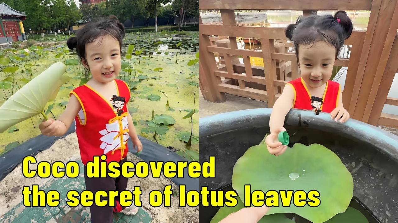 Coco discovered the secret of lotus leaves.【Parent-child Adventure CoCo】
