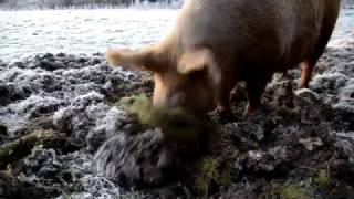 Knepp Wildland Tamworth Pigs - what are they eating