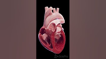 ⚡ The Heart’s Conduction System: Powering Every Beat ⚡