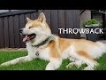 Akita Inu - Throwback (秋田犬)