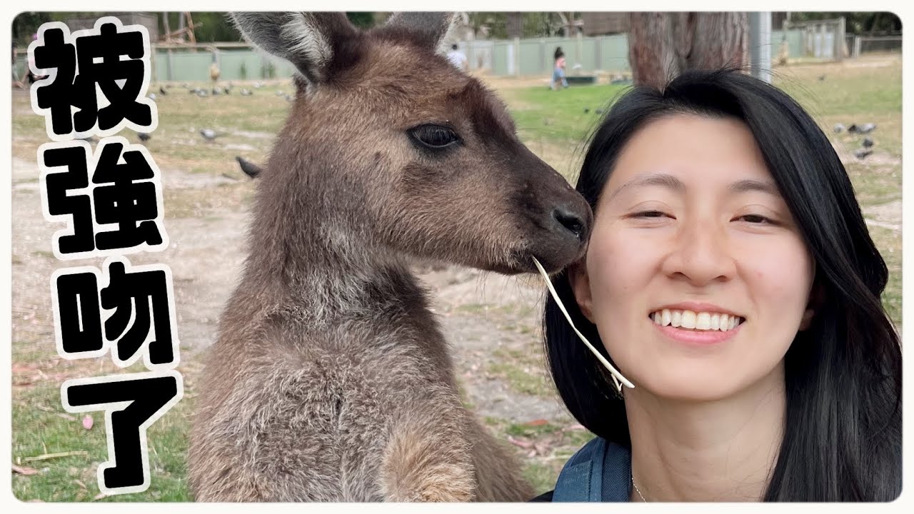 【墨爾本】🦘推薦必去動物園丨可以餵袋鼠同樹熊合照📷